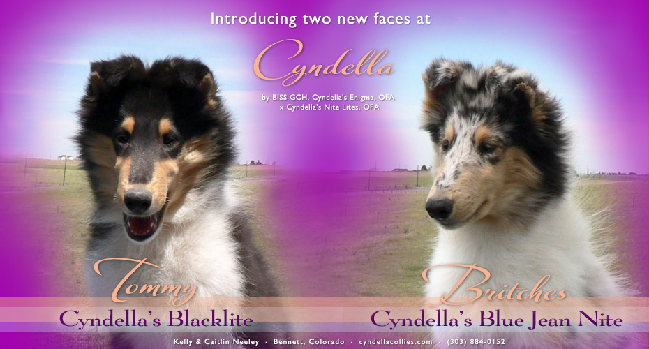 Cyndella Collies -- Cyndella's Blacklite and Cyndella's Blue Jean Nite