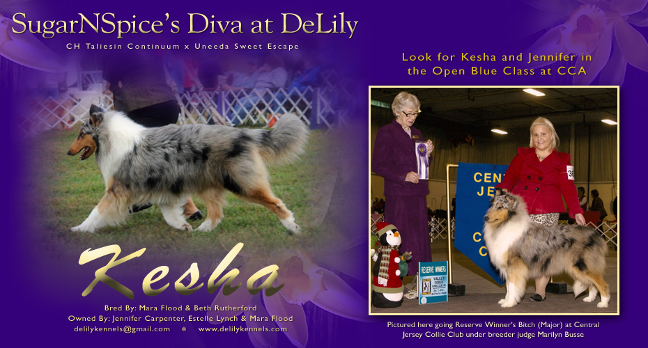 Delily Collies -- SugarNspice's Diva At Delily