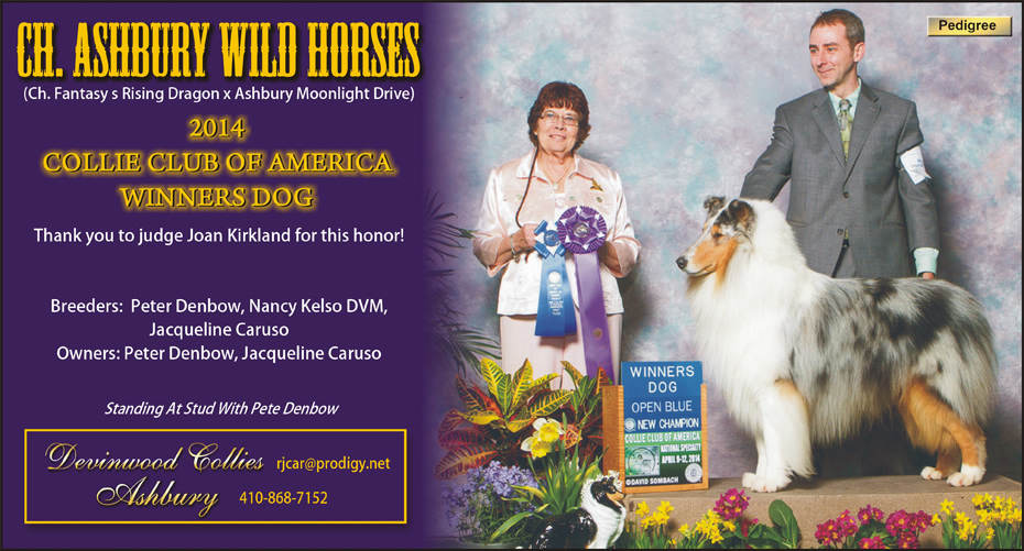 Devinwood Collies / Ashbury Collies -- CH Ashbury Wild Horses