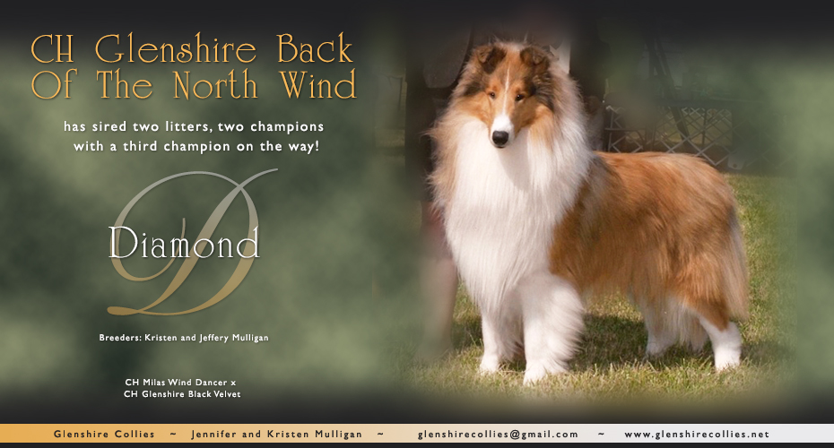 Glenshire Collies -- CH Glenshire Back Of The North Wind