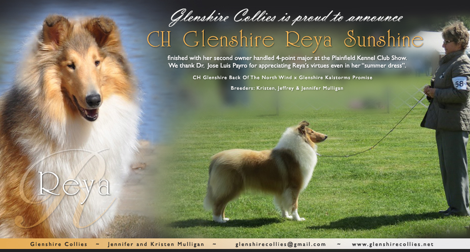 Glenshire Collies -- CH Glenshire Reya Sunshine