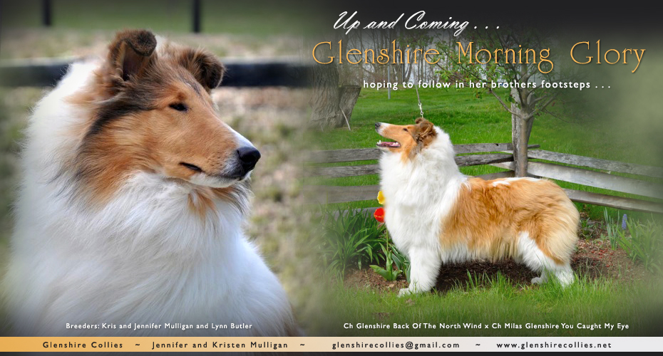 Glenshire Collies -- Glenshire Morning Glory