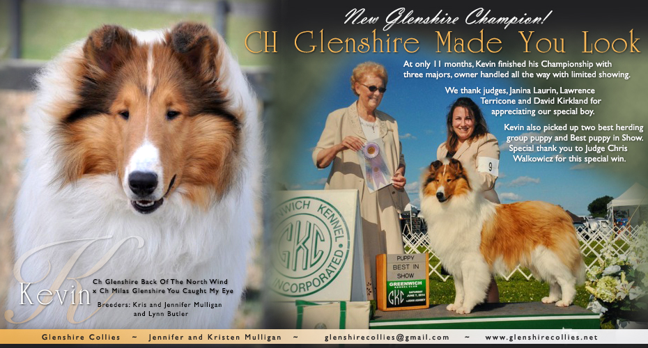 Glenshire Collies -- CH Glenshire Made You Look
