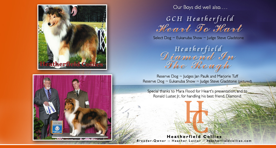 Heatherfield Collies -- GCH Heatherfield Heart To Hart and Heatherfield Diamond In The Rough