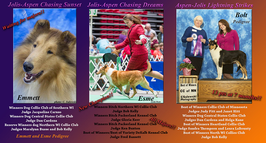 Aspen Collies / Jolis Collies -- Jolis-Aspen Chasing Sunset, Jolis-Apsen Chasing Dreams and Aspem-Jolis Lighning Strikes