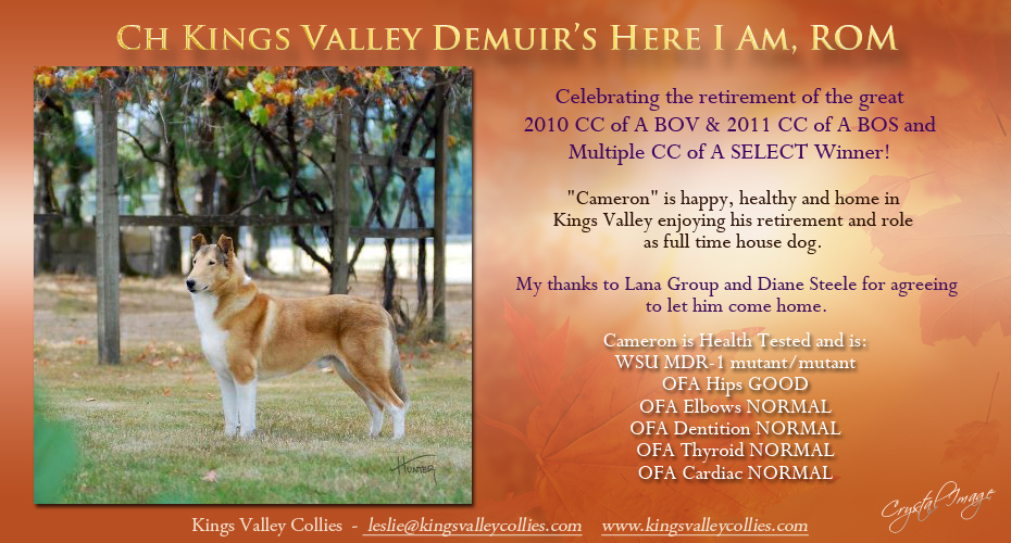 Kings Valley Collies -- CH Kings Valley Demuir's Here I Am, ROM