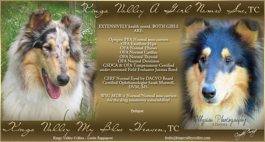 Kings Vallley Collies -- Kings Valley My Blue Heaven TC and Kings Valley A Girl Named Sue TC
