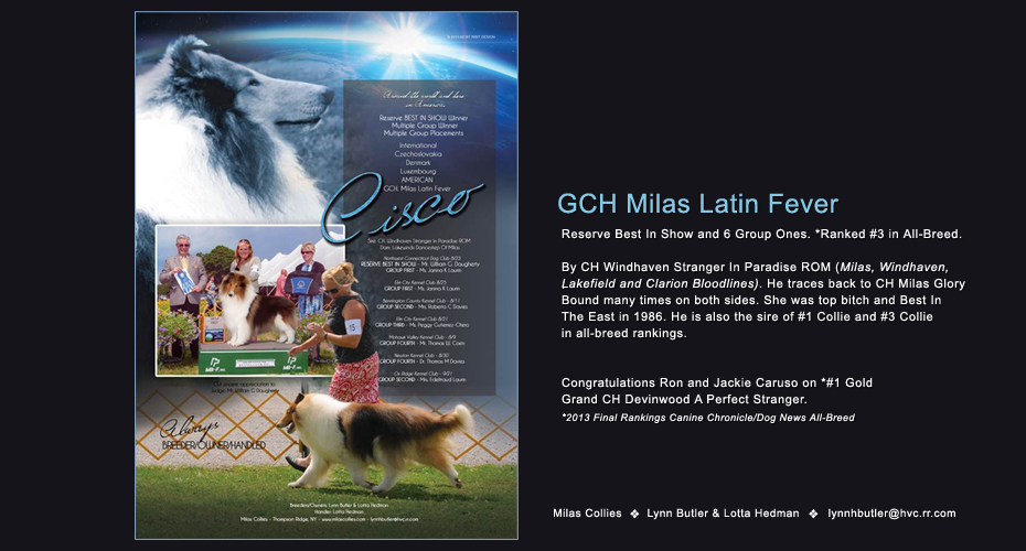 Milas Collies -- GCH Milas Latin Fever