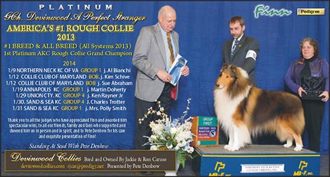 Platinum GCH Devinwood A Perfect Stranger