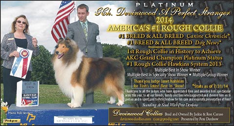 Devinwood Collies -- Platinum GCH Devinwood A Perfect Stranger