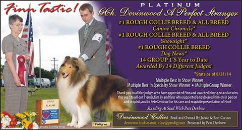 Devinwood Collies -- Platinum GCH Devinwood A Perfect Stranger