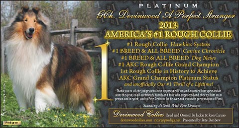 Platinum GCH Devinwood A Perfect Stranger