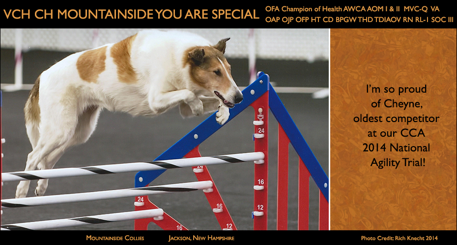 Mountainside Collies -- VCH CH Mountainside You Are Special