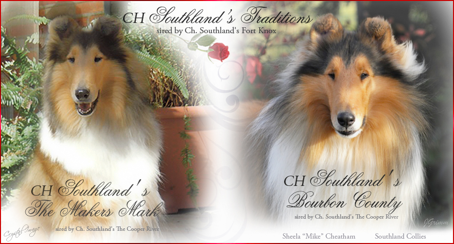 Southland Collies -- CH Southland's Traditions, CH Southland's The Makers Mark and CH Southland's Bourbon County