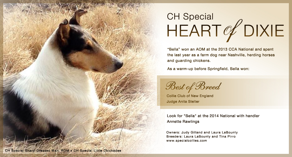 Special Collies -- CH Special Heart Of Dixie