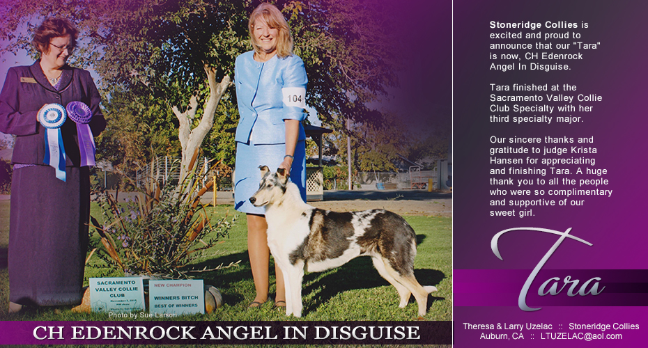 Stoneridge Collies -- CH Edenrock Angel In Disquise
