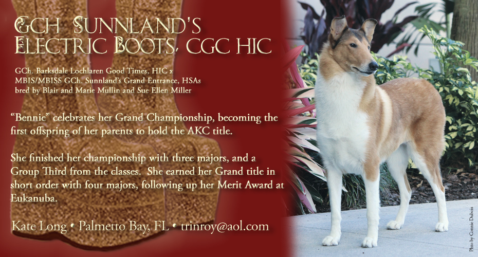 Sunnland Collies -- GCH Sunnland's Electric Boots, CGC HIC