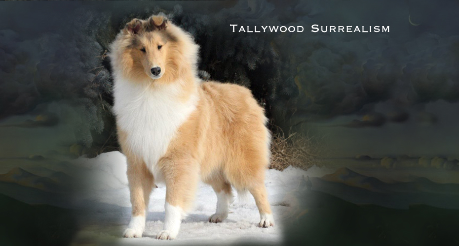 Tanellyll Collies -- Tallywood Surrealism