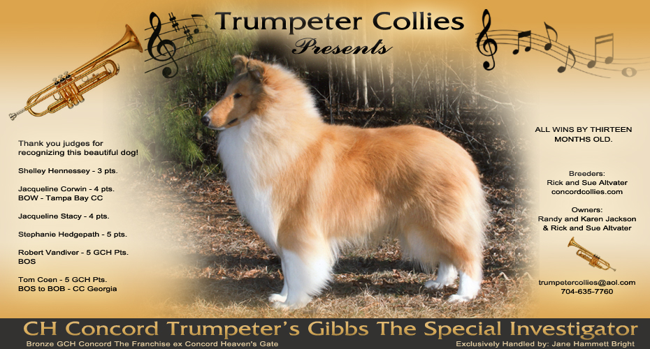 Trumpeter Collies -- CH Concord Trumpeter's Gibbs The Special Investigator