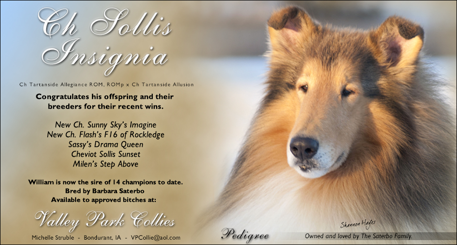 Valley Park Collies -- CH Sollis Insignia