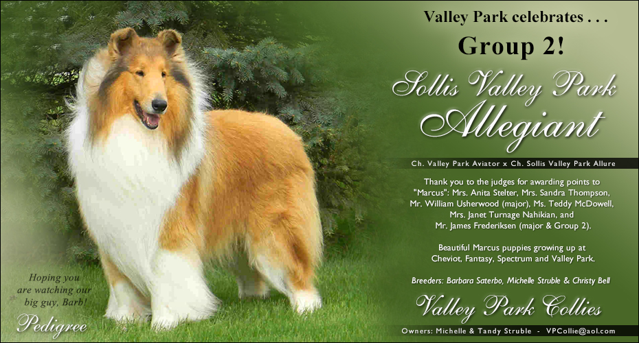 Valley Park Collies -- Sollis Valley Park Allegiant