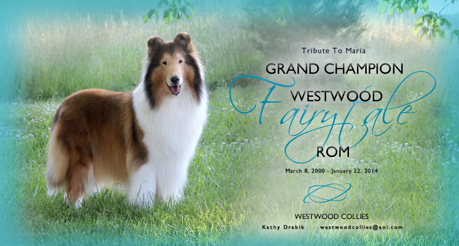 Westwood Collies -- In loving memory of GCH Westwood Fairytale ROM