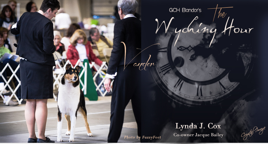 Collies Of Wych -- GCH Bandor's The Wychng Hour