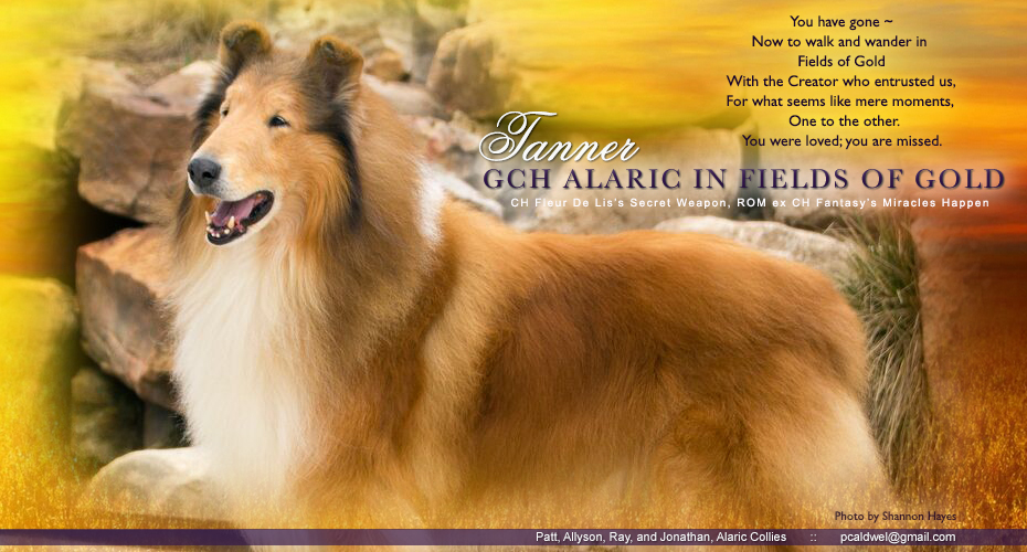 Alaric Collies -- In loving memory of GCH Alaric In Fields Of Gold