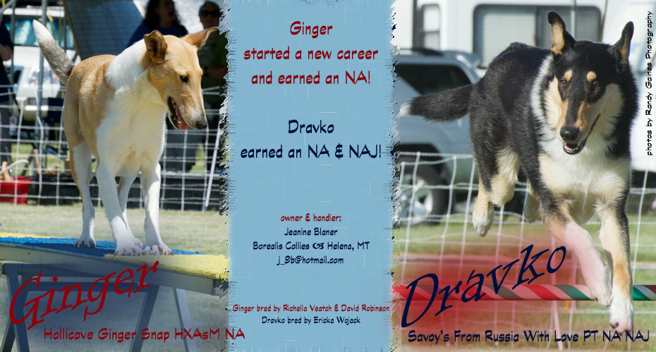 Borealis Collies -- Hollicove Ginger Snap NXAsM NA and Savoy's From Russia With Love PT NA NAJ