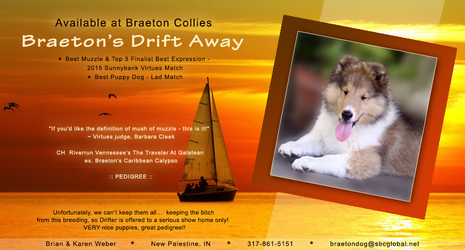 Braeton Collies -- Braeton's Drift Away