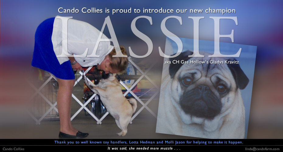 Cando Collies -- Presents new champion "Lassie" 