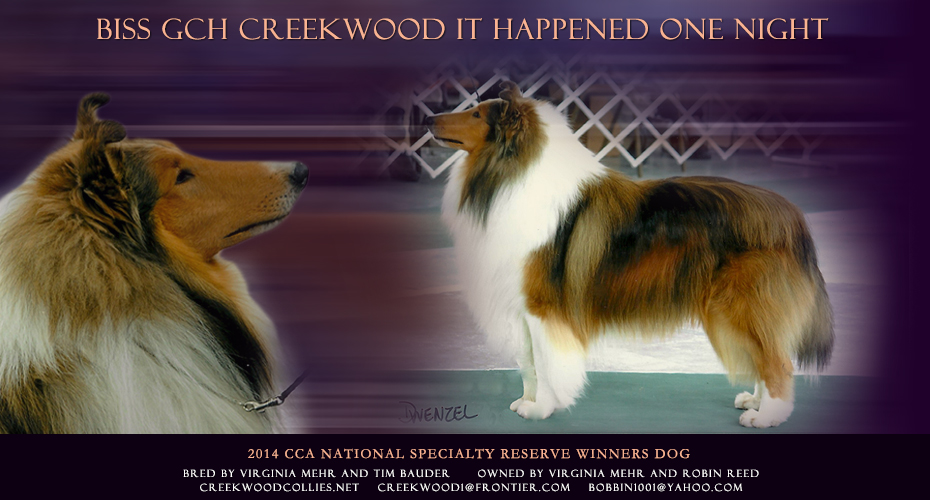 Creekwood Collies -- GCH Creekwood It Happened One Night