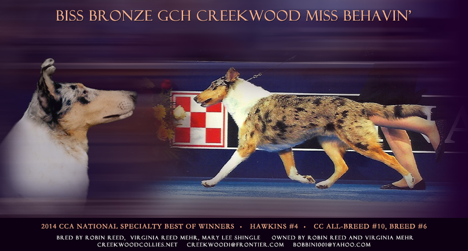 Creekwood Collies -- Bronze GCH Creekwood Miss Behavin'