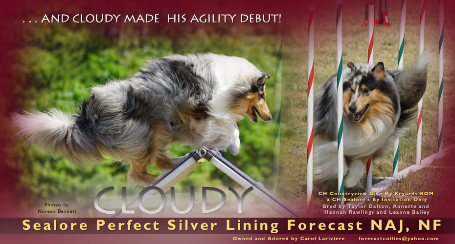 Forecast Collies --  Sealore Perfect Silver Lining Forecast NAJ, NF 