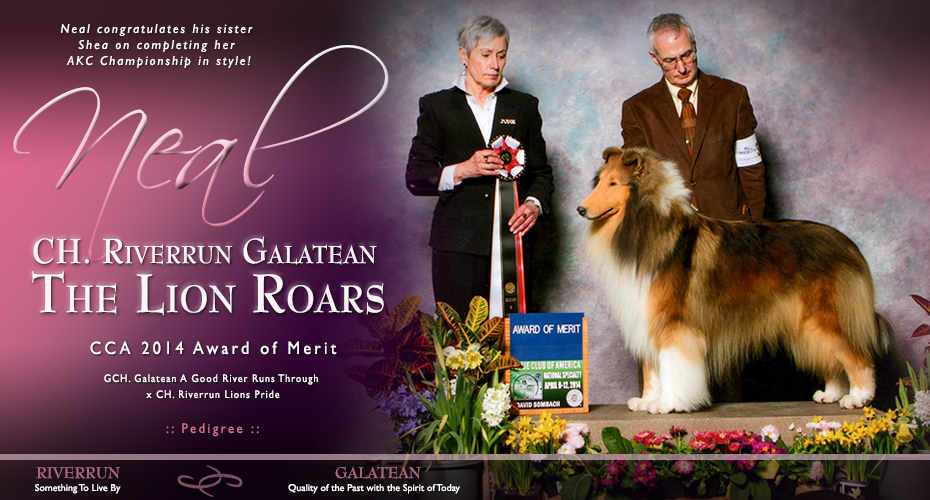 Riverrun Collies / Galatean Collies -- CH Riverrun Galatean The Lion Roars