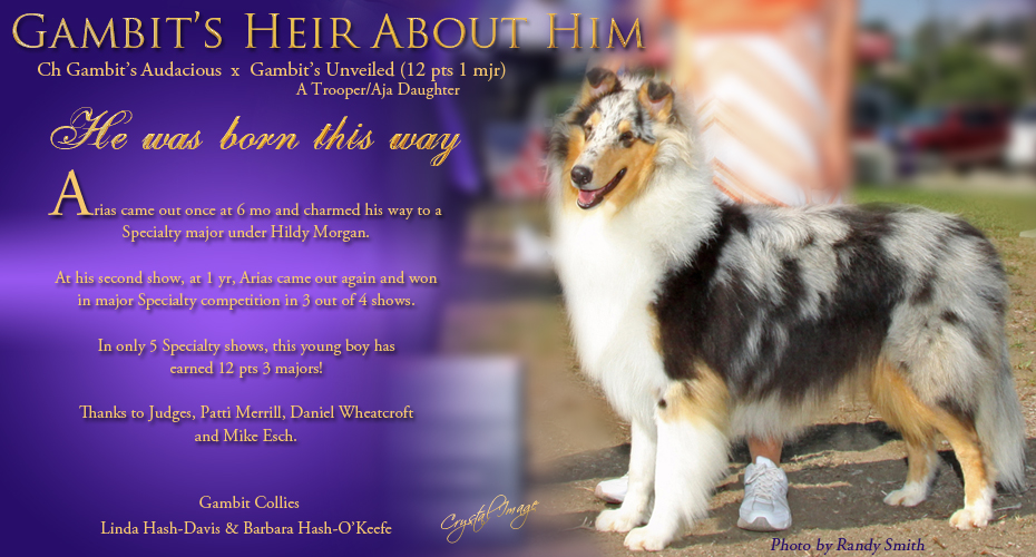 Gambit Collies -- Gambit's Heir About Him