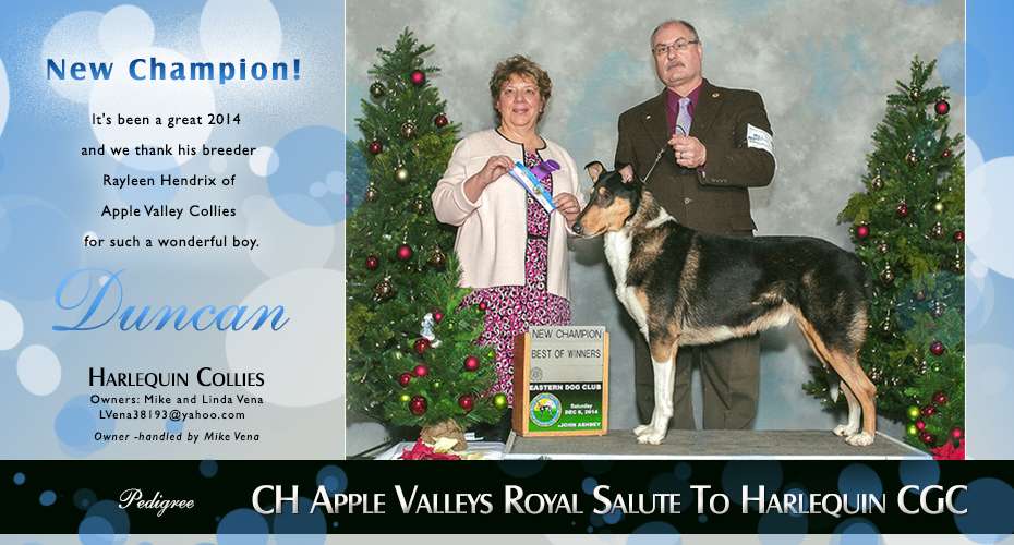 Harlequin Collies -- CH Apple Valleys Royal Salute To Harlequin CGC