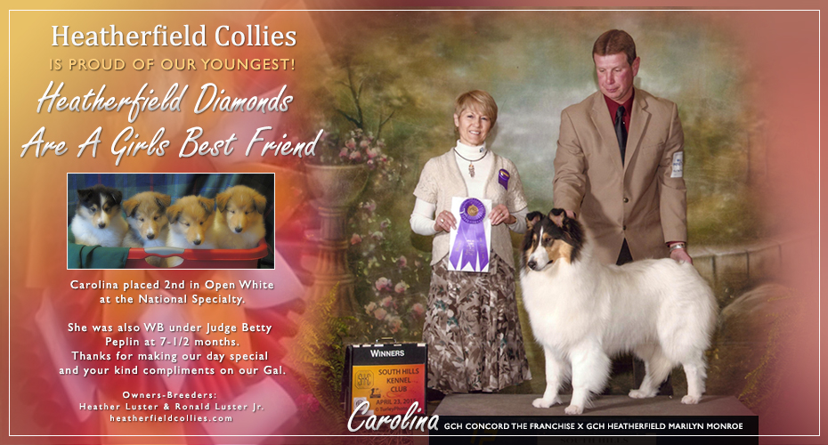 Heatherfield Collies -- Heatherfield Diamonds Are A Girls Best Friend