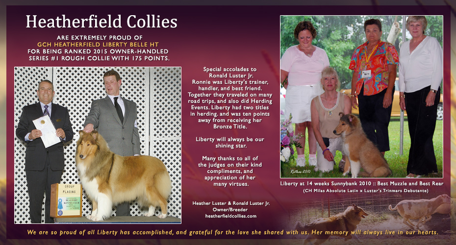 Heatherfield Collies -- In loving memory of GCH Heatherfield Liberty Belle HT