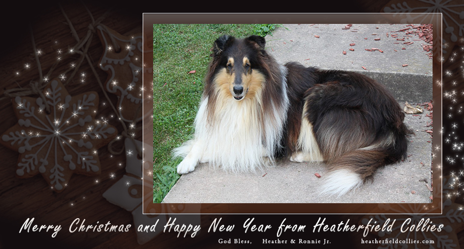 Heatherfield Collies -- Merry Christmas and Happy New Year from Heatherfield