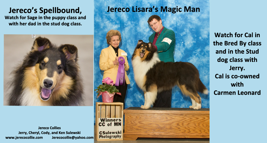 Jereco Collies -- Jereco's Spellbound and Jereco Lisara's Magic Man