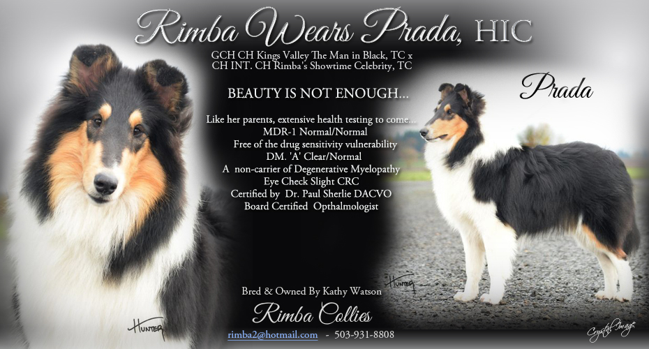 Rimba Collies -- Rimba Wears Prada HIC