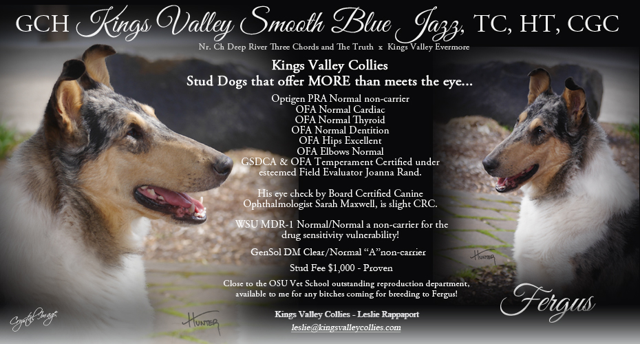 Kings Valley Collies -- GCH Kings Valley Smooth Blue Jazz, TC, HT CGC