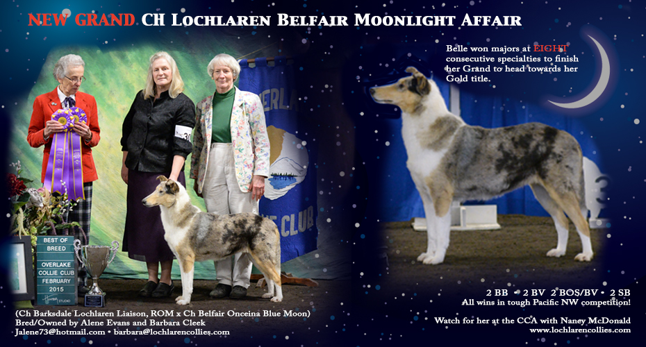 Lochlaren Collies / Belfair Collies -- GCH Lochlaren Belfair Moonlight Affair
