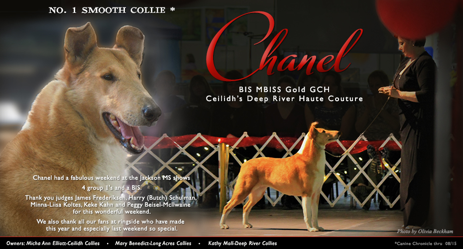 Ceilidh Collies / Long Acre Collies / Deep River Collies -- Gold GCH Ceilidh's Deep River Haute Couture