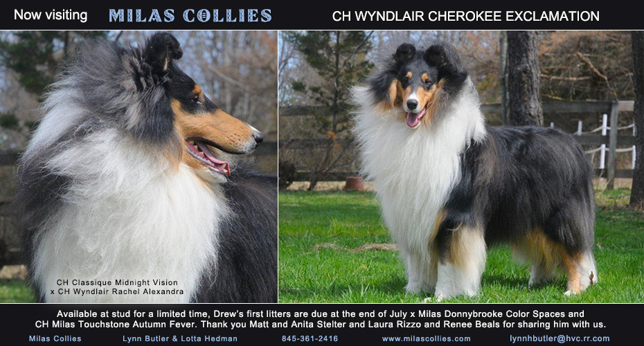  Milas Collies -- CH Wyndlair Cherokee Exclamation