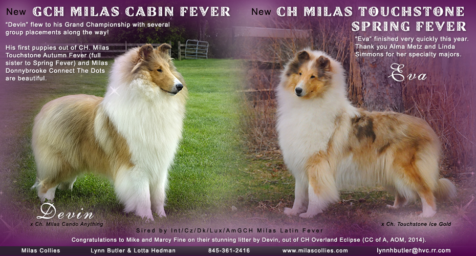 Milas Collies -- GCH Milas Cabin Fever and CH Milas Touchstone Spring Fever