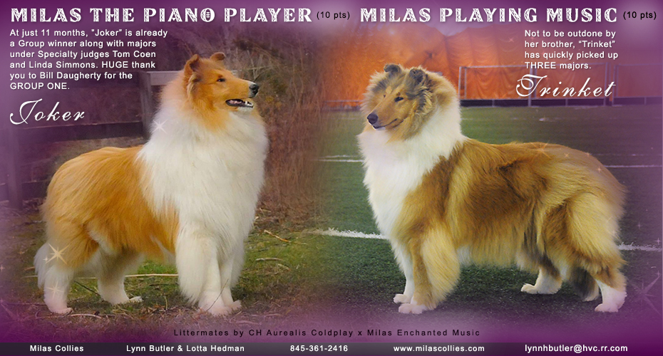 Milas Collies -- Milas The Piano Player and Milas Playing Music