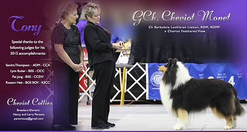 Cheviot Collies -- GCH Cheviot Monet