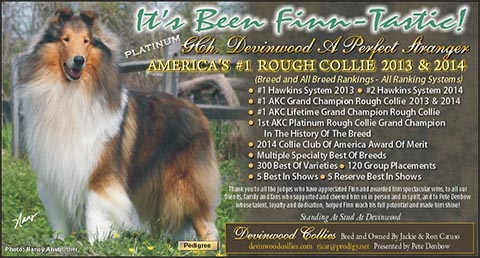 Devinwood Collies -- Platinum GCH Devinwood A Perfect Stranger